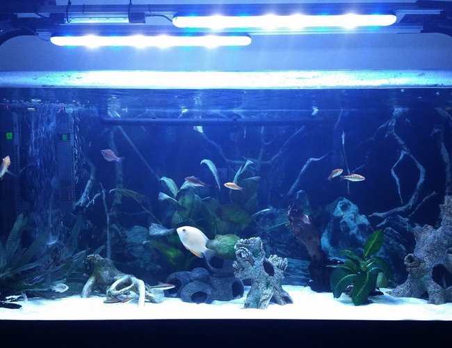 52 gallons freshwater fish tank (mostly fish and non-living decorations) - Gold Severum Tank 52 gallons freshwater fish tank (mostly fish and non-living decorations) - Gold Severum Tank