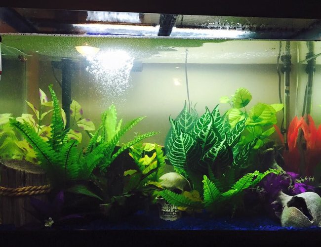 65 gallons freshwater fish tank (mostly fish and non-living decorations) - My tank before addition of 2 Pearl, 2 Paradise and 2 Dwarf Gourami(all supposed m/f pairs) and 6 Serpae Tetra. 65 gallons freshwater fish tank (mostly fish and non-living decorations) - My tank before addition of 2 Pearl, 2 Paradise and 2 Dwarf Gourami(all supposed m/f pairs) and 6 Serpae Tetra.
