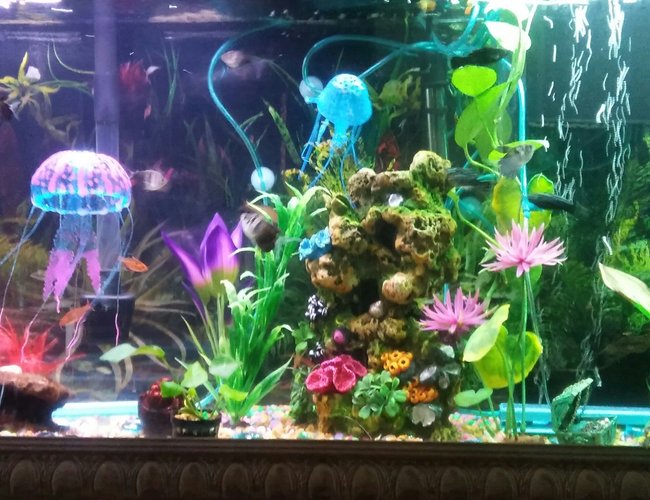 65 gallons freshwater fish tank (mostly fish and non-living decorations) - My tank 65 gallons freshwater fish tank (mostly fish and non-living decorations) - My tank