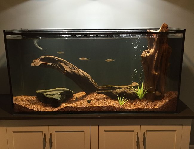 150 gallons freshwater fish tank (mostly fish and non-living decorations) - My tank 150 gallons freshwater fish tank (mostly fish and non-living decorations) - My tank
