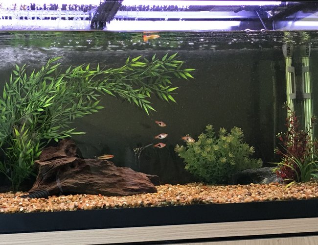 44 gallons freshwater fish tank (mostly fish and non-living decorations) - My tank 44 gallons freshwater fish tank (mostly fish and non-living decorations) - My tank