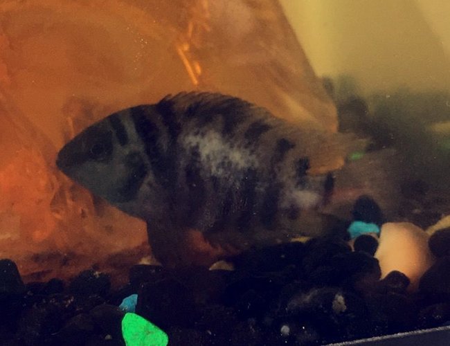 20 gallons freshwater fish tank (mostly fish and non-living decorations) - So I recently purchased a pair of unidentifiable African cichlids from my local pet smart and they are in a 20g tank, with a functioning heater and filtration system, dechlorinate water and the works. It was to my utter surprise 3 days ago when I discovered that there were a swarm of African baby cichlids, there are roughly 35-40 beautiful little babies swimming around the tank now and I am off to the store to purchase them insofouria / baby fish fry food, about 2 days ago I noticed white patches/ scales missing on what I now believe to be the female in the tank, I am very concerned of her well being and fear the male may be bullying her, and if so, what I can do to resolve the matter. I am also going to create more hiding spots for her in the short term. Right now the male appears to be picking up the young fry in his mouth and then spitting them back out and hoarding them in a conch shell I have in the tank and that's where the fry generally stay and he seems very territorial over the babies which is odd because when I was researching and looking at other forums I saw that it is much more likely and common for the females to be the sole caretakers and the males to disregard them or eat them once the fry reach the free swimming stage, with the excess mouth scooping activity I've come to the conclusion that they are mouth brooders, I am willing to do whatever possible to maintain their wellbeing I am just in need of some expert advise as this is my first pair of cichlids and I want to to things the correct way. Thank you. I will also try to post a picture of the male as I am seeking indemnification if possible. I've searched the web and still can't seem to find the type that they look like. I do not believe this I suck or fungal related but I could be wrong, I just want to receive the best ways to help her. I am currently setting up and cycling a new 10 gallon tank in the potential case that quarantine or separation is necessary. I am also looking on input as to how to relocate either the male or the fry as I am aware I will have to do so soon. I am new to this entire process, and I need all the friendly advice I can get. Thank you once again! 20 gallons freshwater fish tank (mostly fish and non-living decorations) - So I recently purchased a pair of unidentifiable African cichlids from my local pet smart and they are in a 20g tank, with a functioning heater and filtration system, dechlorinate water and the works. It was to my utter surprise 3 days ago when I discovered that there were a swarm of African baby cichlids, there are roughly 35-40 beautiful little babies swimming around the tank now and I am off to the store to purchase them insofouria / baby fish fry food, about 2 days ago I noticed white patches/ scales missing on what I now believe to be the female in the tank, I am very concerned of her well being and fear the male may be bullying her, and if so, what I can do to resolve the matter. I am also going to create more hiding spots for her in the short term. Right now the male appears to be picking up the young fry in his mouth and then spitting them back out and hoarding them in a conch shell I have in the tank and that's where the fry generally stay and he seems very territorial over the babies which is odd because when I was researching and looking at other forums I saw that it is much more likely and common for the females to be the sole caretakers and the males to disregard them or eat them once the fry reach the free swimming stage, with the excess mouth scooping activity I've come to the conclusion that they are mouth brooders, I am willing to do whatever possible to maintain their wellbeing I am just in need of some expert advise as this is my first pair of cichlids and I want to to things the correct way. Thank you. I will also try to post a picture of the male as I am seeking indemnification if possible. I've searched the web and still can't seem to find the type that they look like. I do not believe this I suck or fungal related but I could be wrong, I just want to receive the best ways to help her. I am currently setting up and cycling a new 10 gallon tank in the potential case that quarantine or separation is necessary. I am also looking on input as to how to relocate either the male or the fry as I am aware I will have to do so soon. I am new to this entire process, and I need all the friendly advice I can get. Thank you once again!