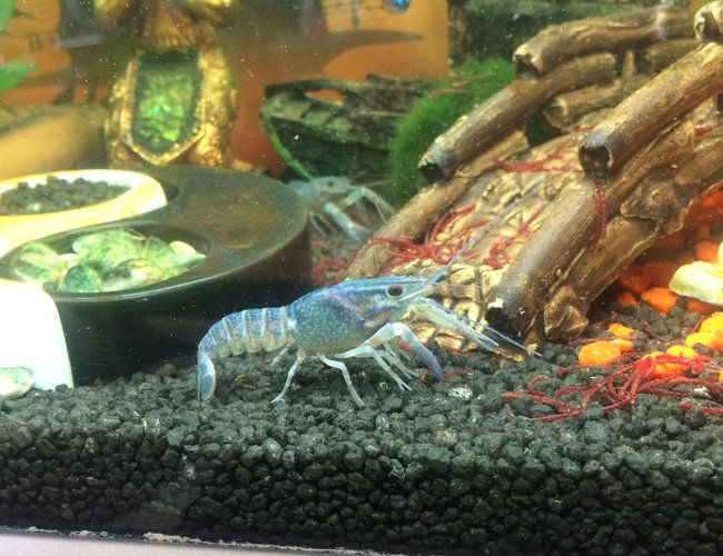 65 gallons freshwater fish tank (mostly fish and non-living decorations) - Buddha tank 65 gallons freshwater fish tank (mostly fish and non-living decorations) - Buddha tank