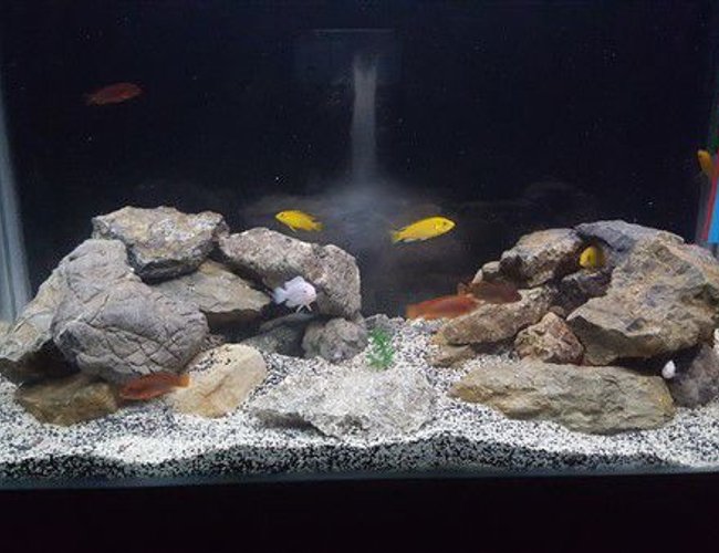65 gallons freshwater fish tank (mostly fish and non-living decorations) - just a simple photo from my tank 65 gallons freshwater fish tank (mostly fish and non-living decorations) - just a simple photo from my tank
