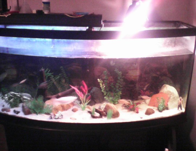 70 gallons freshwater fish tank (mostly fish and non-living decorations) - Sorry for the quality 70 gallons freshwater fish tank (mostly fish and non-living decorations) - Sorry for the quality