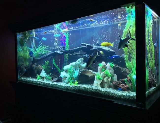 68 gallons freshwater fish tank (mostly fish and non-living decorations) - 850lt 68 gallons freshwater fish tank (mostly fish and non-living decorations) - 850lt