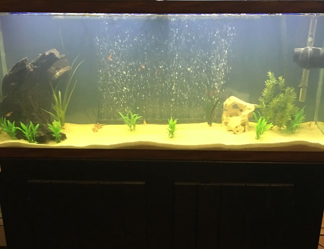 55 gallons freshwater fish tank (mostly fish and non-living decorations) - 55 gallon tank 55 gallons freshwater fish tank (mostly fish and non-living decorations) - 55 gallon tank