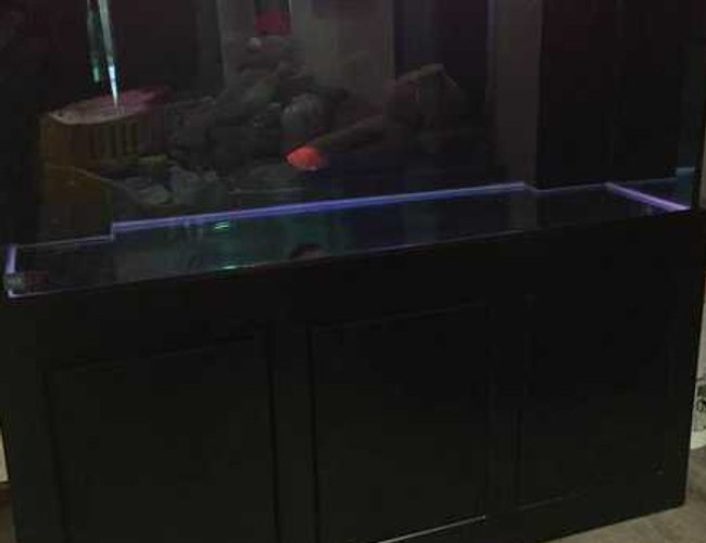 280 gallons freshwater fish tank (mostly fish and non-living decorations) - 121 280 gallons freshwater fish tank (mostly fish and non-living decorations) - 121