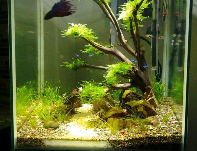 80 gallons freshwater fish tank (mostly fish and non-living decorations) - 18 gallon semi-planted cube
Home to Betta, cardinal tetras, Rasboras and RCS. 80 gallons freshwater fish tank (mostly fish and non-living decorations) - 18 gallon semi-planted cube
Home to Betta, cardinal tetras, Rasboras and RCS.