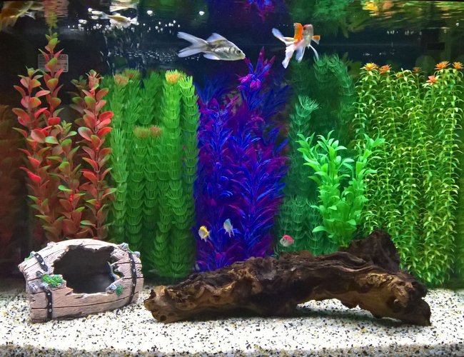 12 gallons freshwater fish tank (mostly fish and non-living decorations) - Panoramic tank
Size:62cm * 35cm * 45cm
Volume: 28 gallons
Fish types: Glass fish, zebra dianos, golden fish
Decoration: Artificial plants and barrel. Natural bogwood and gravel 12 gallons freshwater fish tank (mostly fish and non-living decorations) - Panoramic tank
Size:62cm * 35cm * 45cm
Volume: 28 gallons
Fish types: Glass fish, zebra dianos, golden fish
Decoration: Artificial plants and barrel. Natural bogwood and gravel
