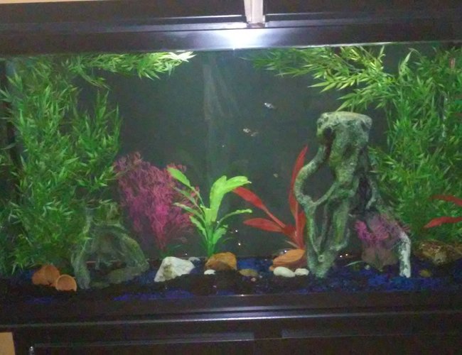 60 gallons freshwater fish tank (mostly fish and non-living decorations) 60 gallons freshwater fish tank (mostly fish and non-living decorations)