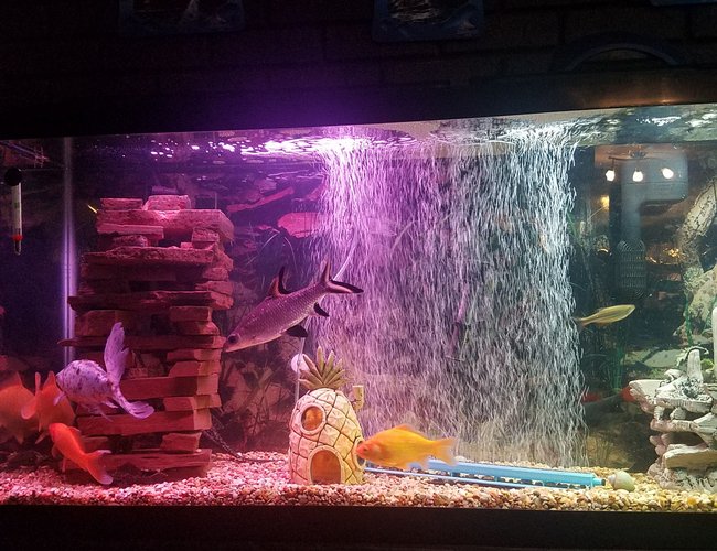 55 gallons freshwater fish tank (mostly fish and non-living decorations) - This is mine against all of the advice about not having certain species together my tank has thrived 55 gallons freshwater fish tank (mostly fish and non-living decorations) - This is mine against all of the advice about not having certain species together my tank has thrived