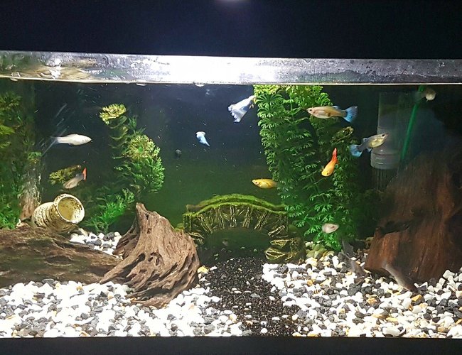 47 gallons freshwater fish tank (mostly fish and non-living decorations) - tried to make my 54L/14.2G tank look pretty with some old plastic plants and some wood and a cool small Bridge. What do you think ? 47 gallons freshwater fish tank (mostly fish and non-living decorations) - tried to make my 54L/14.2G tank look pretty with some old plastic plants and some wood and a cool small Bridge. What do you think ?