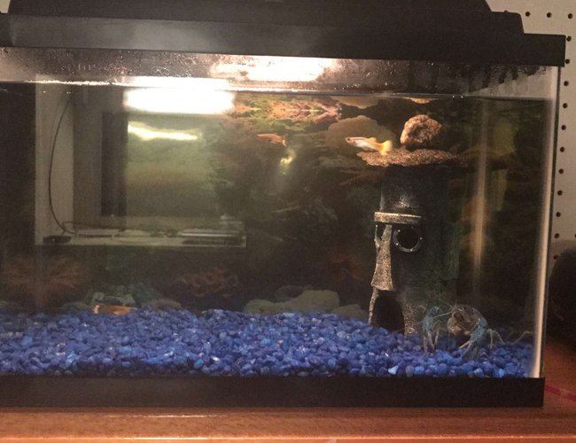5 gallons freshwater fish tank (mostly fish and non-living decorations) - My tank 5 gallons freshwater fish tank (mostly fish and non-living decorations) - My tank