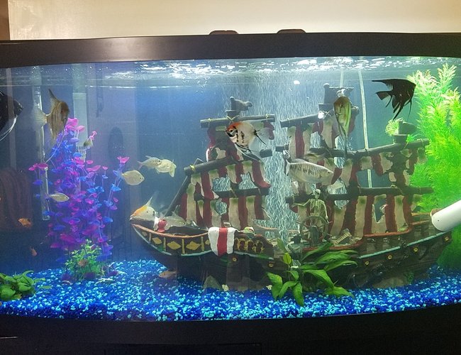72 gallons freshwater fish tank (mostly fish and non-living decorations) - Three weeks Tank 72 gallons freshwater fish tank (mostly fish and non-living decorations) - Three weeks Tank