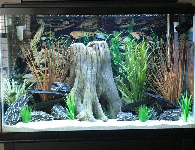 45 gallons freshwater fish tank (mostly fish and non-living decorations) - Freshwater Tank - Juvenile Cichlids 45 gallons freshwater fish tank (mostly fish and non-living decorations) - Freshwater Tank - Juvenile Cichlids