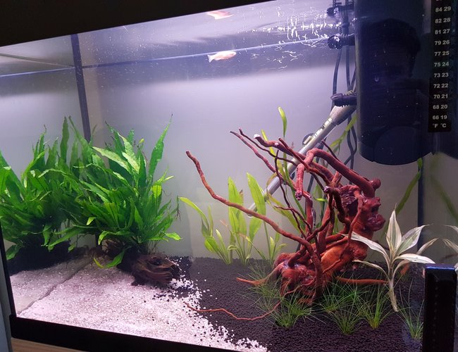 20 gallons freshwater fish tank (mostly fish and non-living decorations) - My new and first setup 20 gallons freshwater fish tank (mostly fish and non-living decorations) - My new and first setup