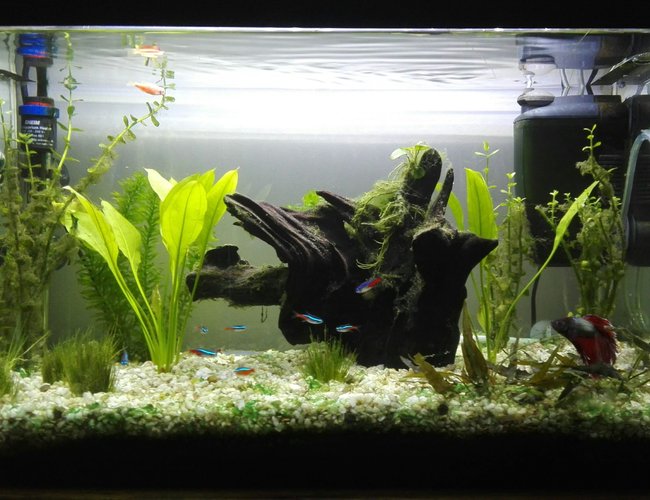 16 gallons freshwater fish tank (mostly fish and non-living decorations) - planted tank 16 gallons freshwater fish tank (mostly fish and non-living decorations) - planted tank