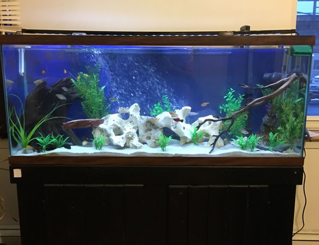 55 gallons freshwater fish tank (mostly fish and non-living decorations) - Work in progress cichlid tank 55 gallons freshwater fish tank (mostly fish and non-living decorations) - Work in progress cichlid tank