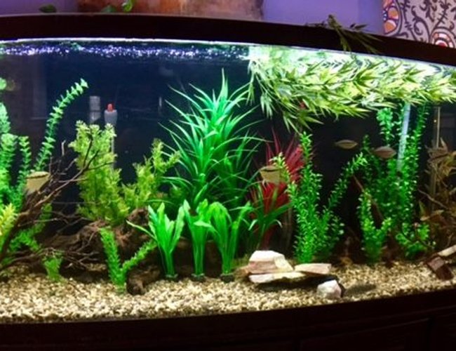150 gallons freshwater fish tank (mostly fish and non-living decorations) - my 150 Gallon. Tons of barbs, rainbow fish and cory's. 150 gallons freshwater fish tank (mostly fish and non-living decorations) - my 150 Gallon. Tons of barbs, rainbow fish and cory's.