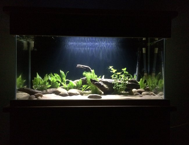 53 gallons freshwater fish tank (mostly fish and non-living decorations) - 200litre
. 6x black neon tetra.
3x Bolivian rams
9x rummy nose
9x cardinal tetra 53 gallons freshwater fish tank (mostly fish and non-living decorations) - 200litre
. 6x black neon tetra.
3x Bolivian rams
9x rummy nose
9x cardinal tetra