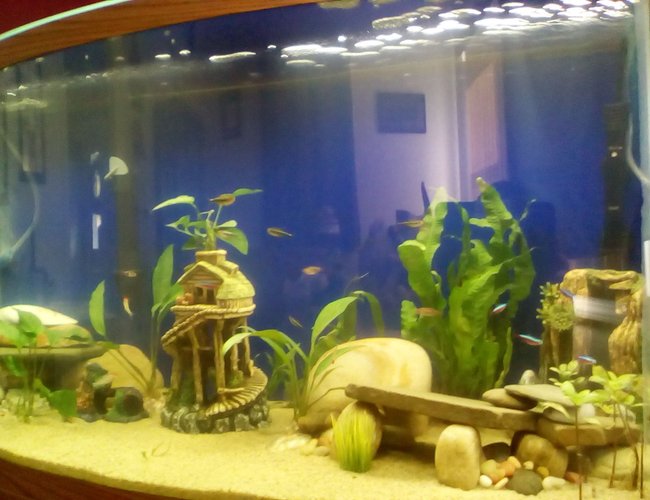 46 gallons freshwater fish tank (mostly fish and non-living decorations) - 46gal Bowfront Tank 46 gallons freshwater fish tank (mostly fish and non-living decorations) - 46gal Bowfront Tank