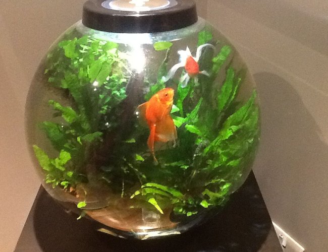 15 gallons freshwater fish tank (mostly fish and non-living decorations) - Biorb 60 drilled through bottom to fluval 106 canister filter, inline heater, LED intelligent lighting. Java ferns, various anubias. Two fantail goldfish, Tiny Bristlenose plec. 15 gallons freshwater fish tank (mostly fish and non-living decorations) - Biorb 60 drilled through bottom to fluval 106 canister filter, inline heater, LED intelligent lighting. Java ferns, various anubias. Two fantail goldfish, Tiny Bristlenose plec.