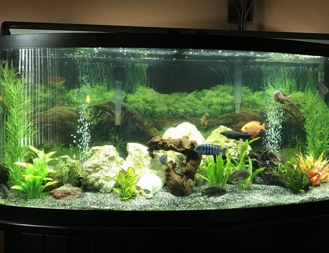 60 gallons freshwater fish tank (mostly fish and non-living decorations) - My 60 gallons tank,with African Cichild 60 gallons freshwater fish tank (mostly fish and non-living decorations) - My 60 gallons tank,with African Cichild