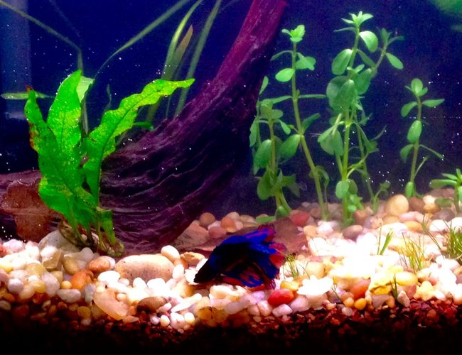 60 gallons freshwater fish tank (mostly fish and non-living decorations) - 6.6g low tech planted betta tank. 60 gallons freshwater fish tank (mostly fish and non-living decorations) - 6.6g low tech planted betta tank.