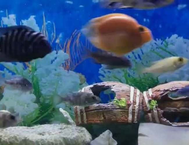 30 gallons freshwater fish tank (mostly fish and non-living decorations) - My Tank 30 gallons freshwater fish tank (mostly fish and non-living decorations) - My Tank