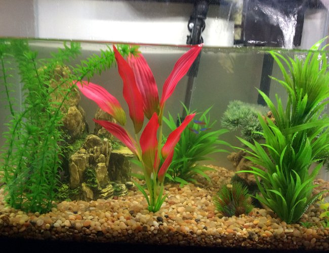 20 gallons freshwater fish tank (mostly fish and non-living decorations) - My humble fish tank 20 gallons freshwater fish tank (mostly fish and non-living decorations) - My humble fish tank