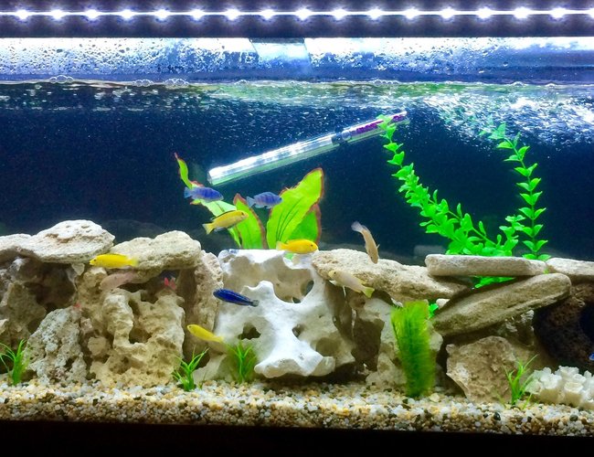 50 gallons freshwater fish tank (mostly fish and non-living decorations) - Cichlids 50 gallons freshwater fish tank (mostly fish and non-living decorations) - Cichlids