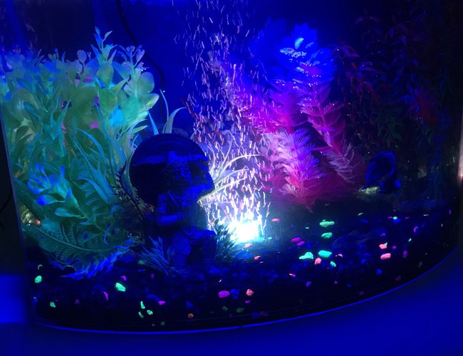 5 gallons freshwater fish tank (mostly fish and non-living decorations) - My tank 5 gallons freshwater fish tank (mostly fish and non-living decorations) - My tank