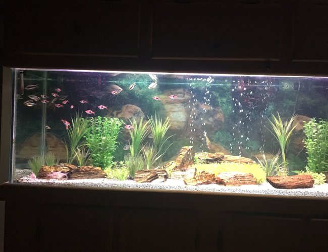 100 gallons freshwater fish tank (mostly fish and non-living decorations) - Tetra And Petrified Wood 100 gallons freshwater fish tank (mostly fish and non-living decorations) - Tetra And Petrified Wood
