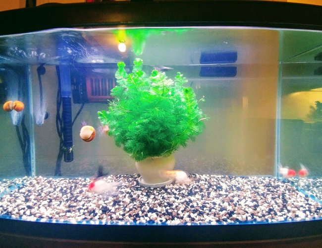 27 gallons freshwater fish tank (mostly fish and non-living decorations) - My First Tank...Plan To Upgrade in size and get alot more plant life for these guys...I started keeping fish as a hobby to help me out with anxiety disorder And I can honestly say it's calming to try and give these little guys the best life possible... 27 gallons freshwater fish tank (mostly fish and non-living decorations) - My First Tank...Plan To Upgrade in size and get alot more plant life for these guys...I started keeping fish as a hobby to help me out with anxiety disorder And I can honestly say it's calming to try and give these little guys the best life possible...