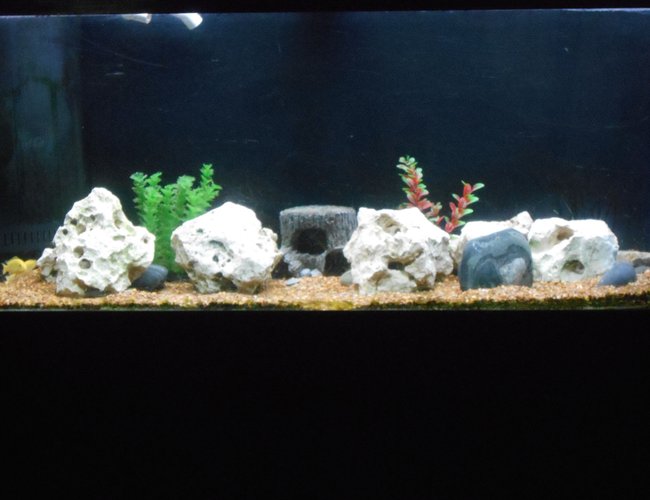 75 gallons freshwater fish tank (mostly fish and non-living decorations) - bumblee bee 75 gallons freshwater fish tank (mostly fish and non-living decorations) - bumblee bee