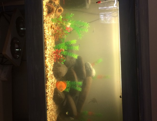 50 gallons freshwater fish tank (mostly fish and non-living decorations) - Rate my tank 50 gallons freshwater fish tank (mostly fish and non-living decorations) - Rate my tank