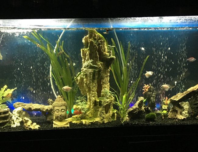 55 gallons freshwater fish tank (mostly fish and non-living decorations) - Tank pic1 55 gallons freshwater fish tank (mostly fish and non-living decorations) - Tank pic1