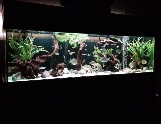 125 gallons freshwater fish tank (mostly fish and non-living decorations) - 125 gallon 125 gallons freshwater fish tank (mostly fish and non-living decorations) - 125 gallon