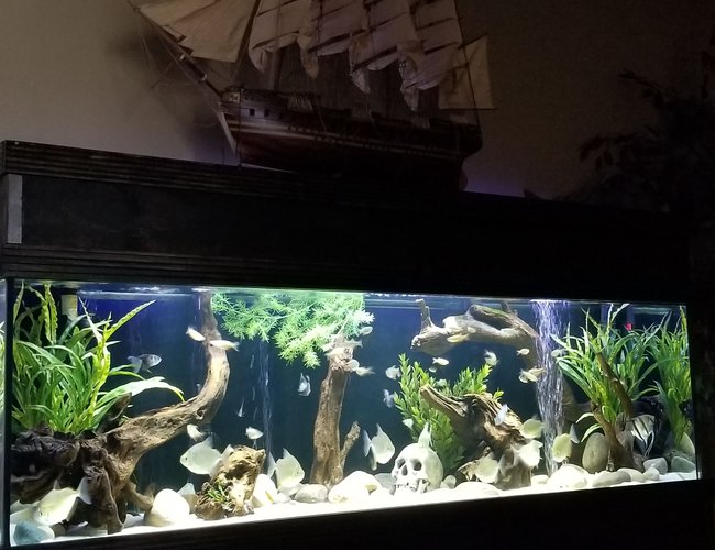 125 gallons freshwater fish tank (mostly fish and non-living decorations) - 125 gallon 125 gallons freshwater fish tank (mostly fish and non-living decorations) - 125 gallon