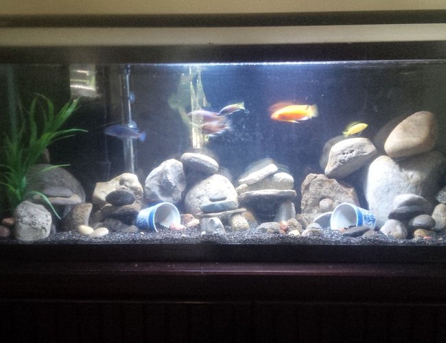 55 gallons freshwater fish tank (mostly fish and non-living decorations) - 55 gallon African cichild tank 55 gallons freshwater fish tank (mostly fish and non-living decorations) - 55 gallon African cichild tank