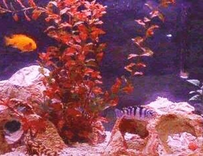 55 gallons freshwater fish tank (mostly fish and non-living decorations) - African Cichlids Kenyi male and Red Zebra, crushed coral, holey rocks all from PetsMart. 55 gallons freshwater fish tank (mostly fish and non-living decorations) - African Cichlids Kenyi male and Red Zebra, crushed coral, holey rocks all from PetsMart.