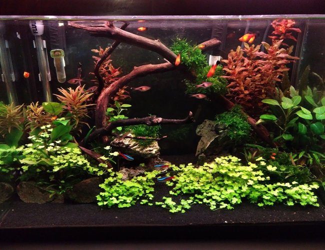 20 gallons freshwater fish tank (mostly fish and non-living decorations) - 6 weeks into new built 20 gallons freshwater fish tank (mostly fish and non-living decorations) - 6 weeks into new built