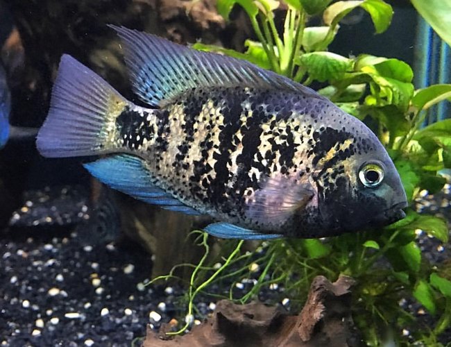 150 gallons freshwater fish tank (mostly fish and non-living decorations) - Vieja Heterospila 150 gallons freshwater fish tank (mostly fish and non-living decorations) - Vieja Heterospila