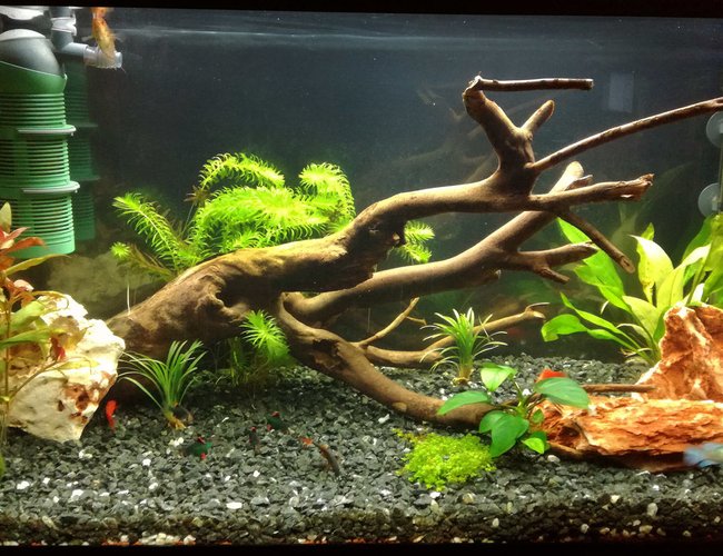 34 gallons freshwater fish tank (mostly fish and non-living decorations) - my 34 gallon (130 liters) freshwater fish tank. 34 gallons freshwater fish tank (mostly fish and non-living decorations) - my 34 gallon (130 liters) freshwater fish tank.