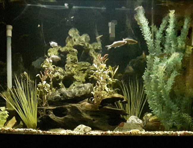 65 gallons freshwater fish tank (mostly fish and non-living decorations) - 65g freshwater 65 gallons freshwater fish tank (mostly fish and non-living decorations) - 65g freshwater