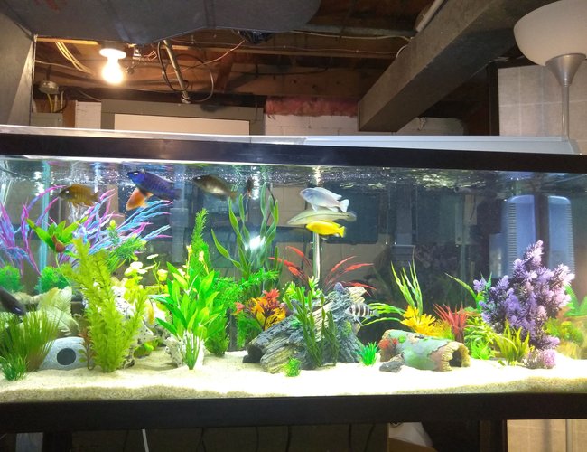 75 gallons freshwater fish tank (mostly fish and non-living decorations) - My 75g Cichlid Tank, Any suggestions? 75 gallons freshwater fish tank (mostly fish and non-living decorations) - My 75g Cichlid Tank, Any suggestions?