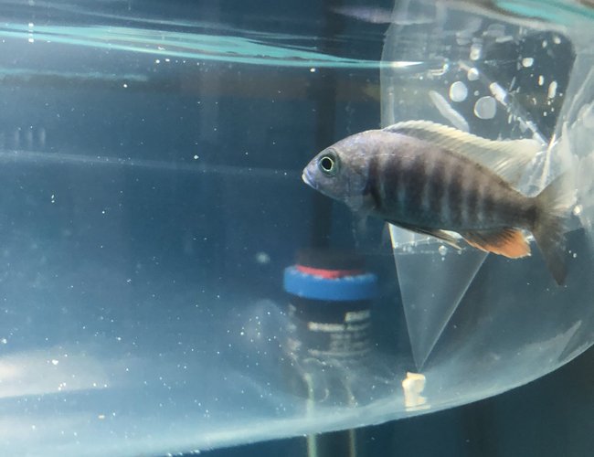 36 gallons freshwater fish tank (mostly fish and non-living decorations) - Name this fish for me please . I just got this in the fish store but forgot the name of the fish 36 gallons freshwater fish tank (mostly fish and non-living decorations) - Name this fish for me please . I just got this in the fish store but forgot the name of the fish