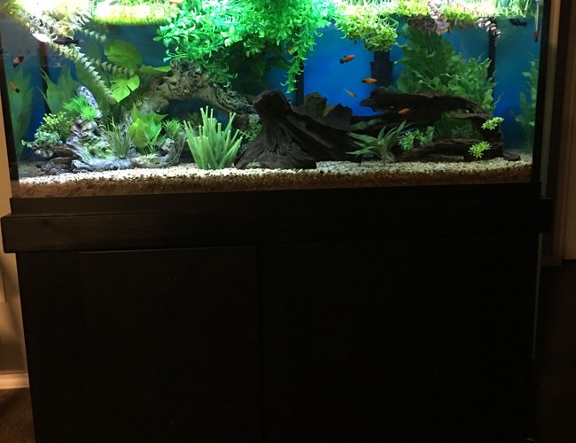 75 gallons freshwater fish tank (mostly fish and non-living decorations) - Entire tank 75 gallons freshwater fish tank (mostly fish and non-living decorations) - Entire tank
