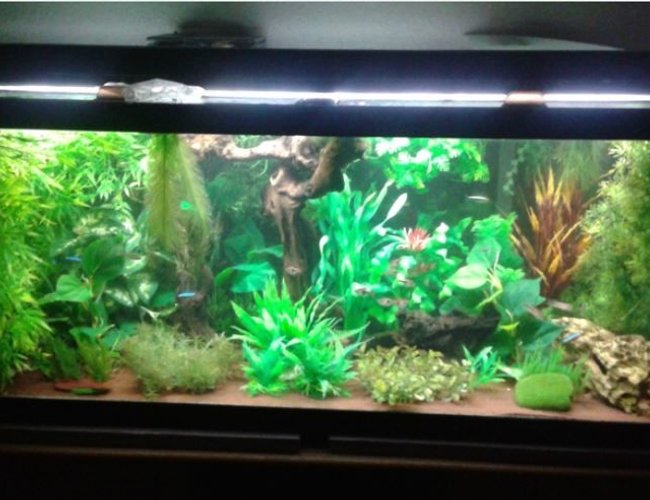 75 gallons freshwater fish tank (mostly fish and non-living decorations) - 75 gallon freshwater tank with fake plants, Malaysian Driftwood, and African Mopani Wood.
Contains:
1 Bristlenose Pleco named Calypso (Ancistrus species)
12 Panda Cories - counting only the full grown adults for now...they keep breeding (Corydoras panda)
11 Gold Tetras (tentavely identified as 9 Hemigrammus rodwayi and 2 Hemigrammus vorderwinkler)
7 Black Neon Tetras (Hemigrammus herbertaxelrodi)
1 Bolivian Ram male named Ramza Beoulve (Mikrogeophagus altispinosus)
10 Cardinal Tetras (Paracheirodon axelrodi)
1 Honey Gourami male named Bendy (Trichogaster chuna)
10 Harlequin Rasboras (Trigonostigma heteromorpha) 75 gallons freshwater fish tank (mostly fish and non-living decorations) - 75 gallon freshwater tank with fake plants, Malaysian Driftwood, and African Mopani Wood.
Contains:
1 Bristlenose Pleco named Calypso (Ancistrus species)
12 Panda Cories - counting only the full grown adults for now...they keep breeding (Corydoras panda)
11 Gold Tetras (tentavely identified as 9 Hemigrammus rodwayi and 2 Hemigrammus vorderwinkler)
7 Black Neon Tetras (Hemigrammus herbertaxelrodi)
1 Bolivian Ram male named Ramza Beoulve (Mikrogeophagus altispinosus)
10 Cardinal Tetras (Paracheirodon axelrodi)
1 Honey Gourami male named Bendy (Trichogaster chuna)
10 Harlequin Rasboras (Trigonostigma heteromorpha)